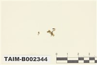 藏品(大羽苔)的圖片